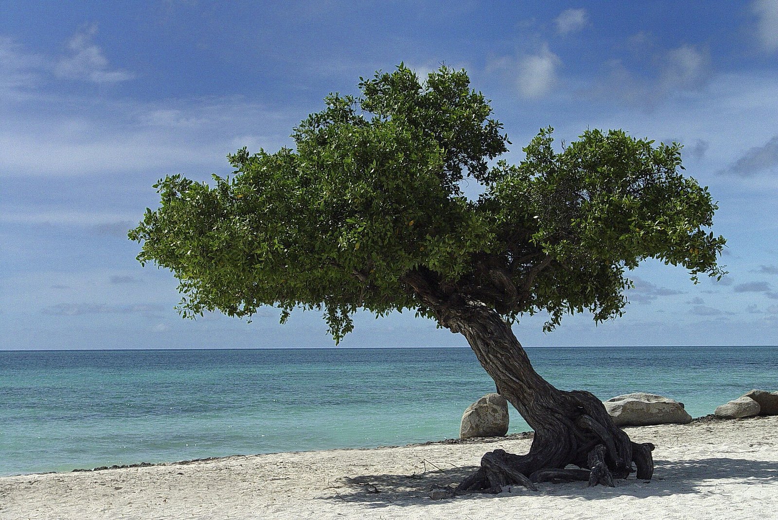 Aruba foto 6