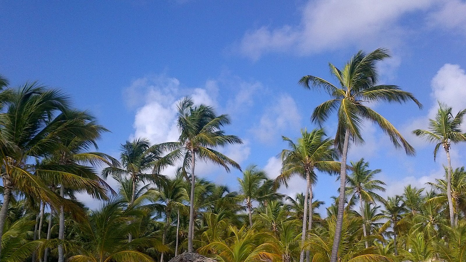 Punta Cana foto 5